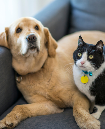 Pet Supplies